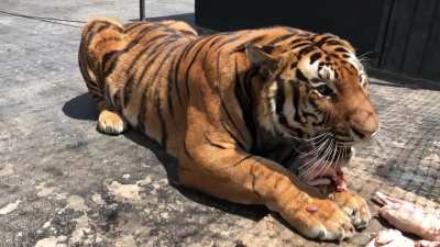 Siberian tiger growling