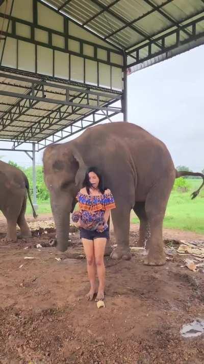 A woman receives elephant dung