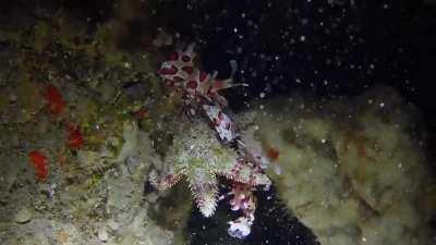 Harlequin shrimp use their spatula-like claws to pry starfish off rocks, snip off all the starfish’s “feet” so they can’t crawl away, and then feed on the arms. They will eat the arms down to the “body” allowing the arms to regenerate, keeping the starfis