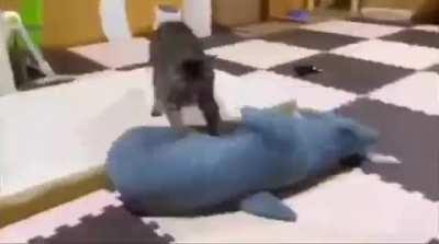 vIOleNt FeLInE BRuTalLY sLaUGhtErS SHarK