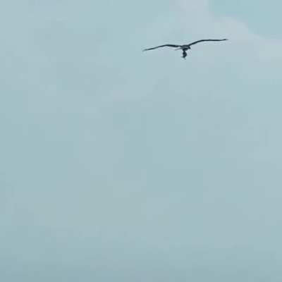 🔥 The sight of a bird carrying a fish