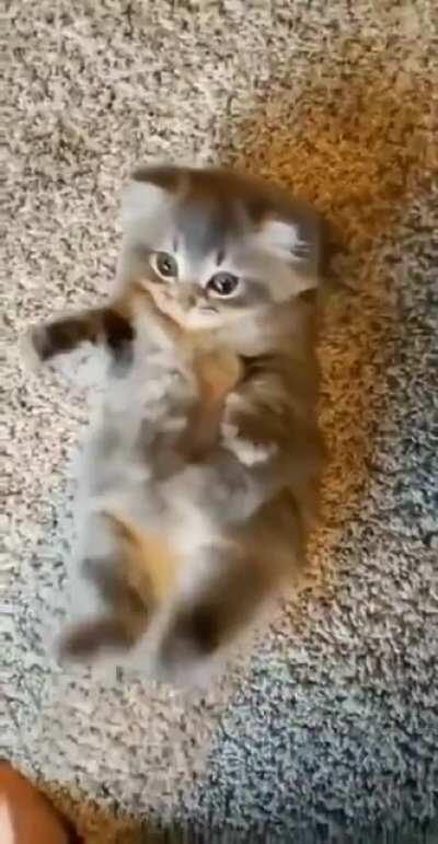 The kitten's way of demanding more belly rubs .