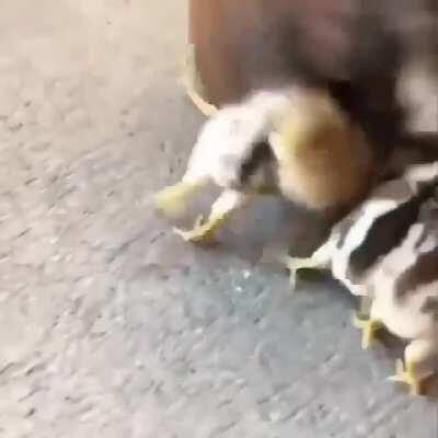 This hen protecting all 14 of her chicks.