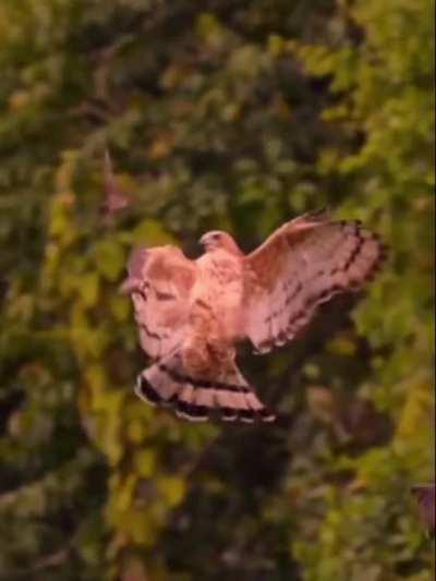 A hawk snatching a bat right out of the air