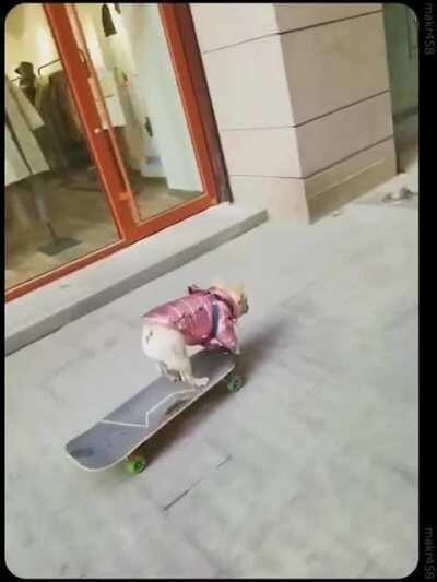 Frenchie steers skateboard, navigating alleyways at speed