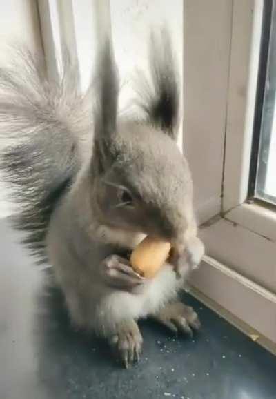 This little guy always bring dried seed to trade for some nuts