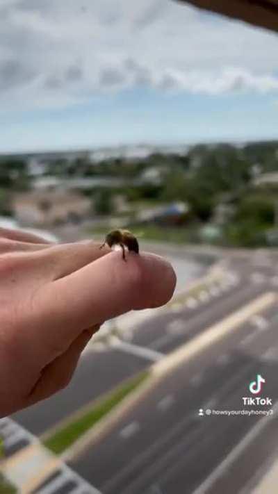 Bee removing its own sting