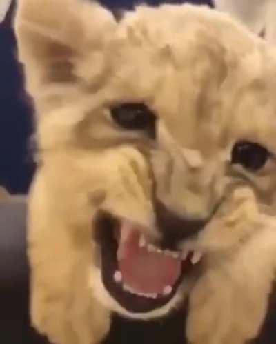 The cutest roar ever