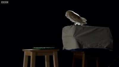 Showing just how quietly an owl flies in comparison to other birds