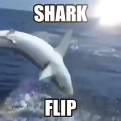 Shark flip 😳👌