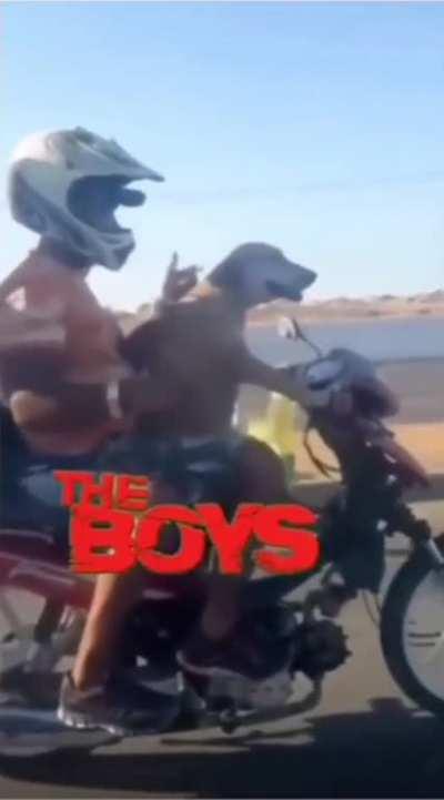 Dog literally steering a motorbike