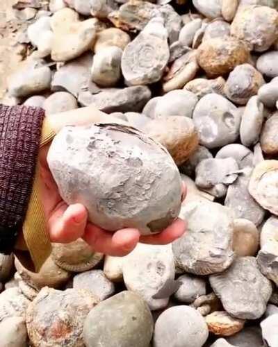 Ammonite fossil hidden inside the rock