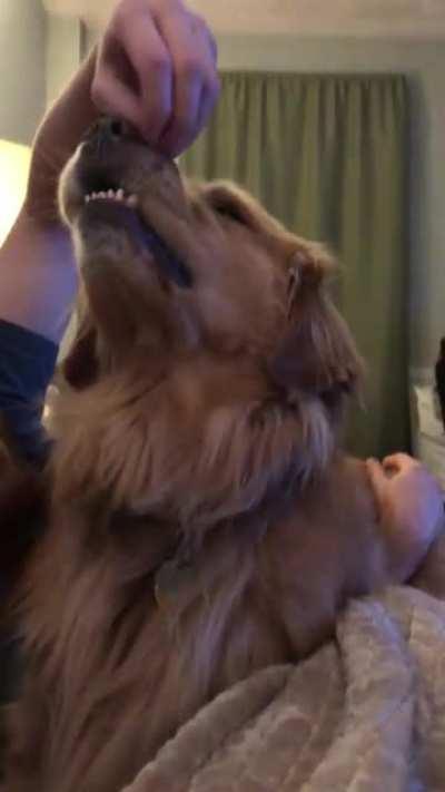 Head scritches = Instant golden smiles