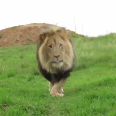 Meet Braveheart: The lion born with bow legs. He can get around just fine, but tires out easily.