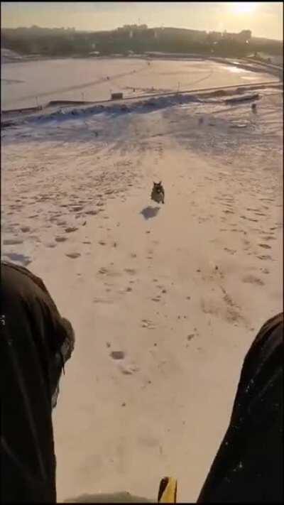 Snow zoomies