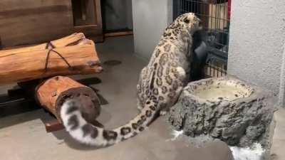 A snow leopard’s long fluffy tail