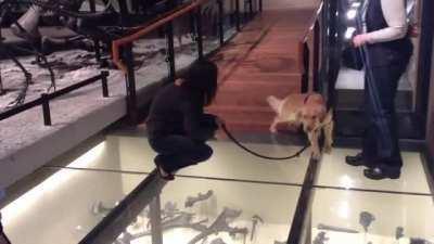 Service doggo walks on glass floor for the first time.