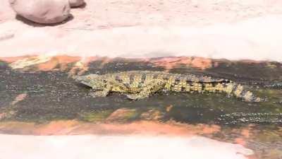 The way this crocodile slides down the river