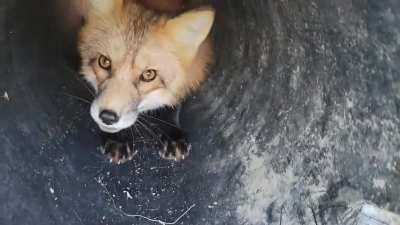 Download foxes Reddit Videos With Sound || [dd] 