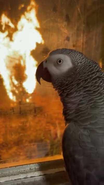 Parrot reacts to fire