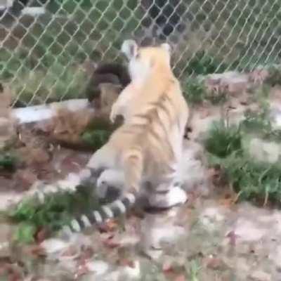 Tiger Cub and Otter Pups