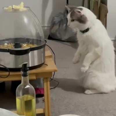 My cat's reaction to the popcorn machine