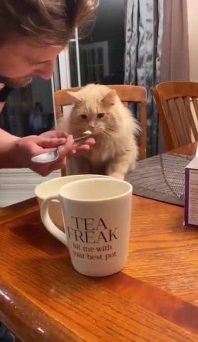 Kitty trying ice cream for the first time