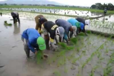 Farmers planting rice by hand