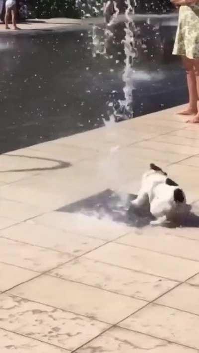 Doggo gets so excited playing in the fountain