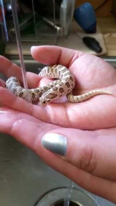 This baby snake gulping water...