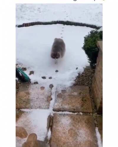 Cat retracing his steps in the snow.