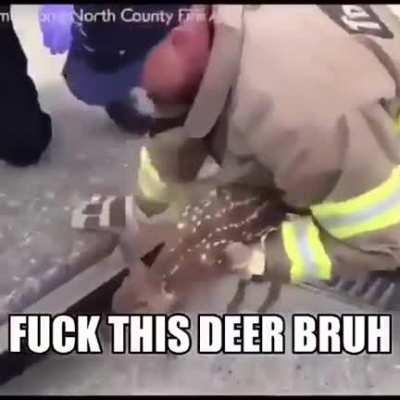 fuck this deer bruh