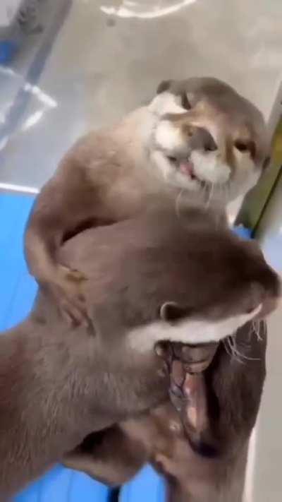 Otters are aggressive huggers