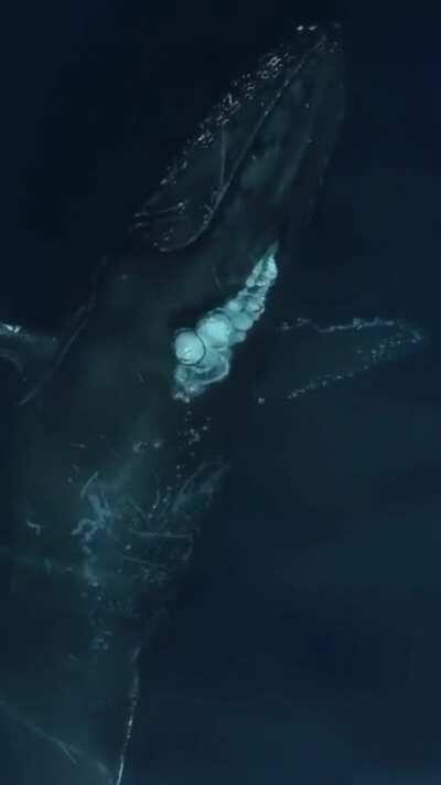 🔥 Your Daily Dose Of Whale Love.