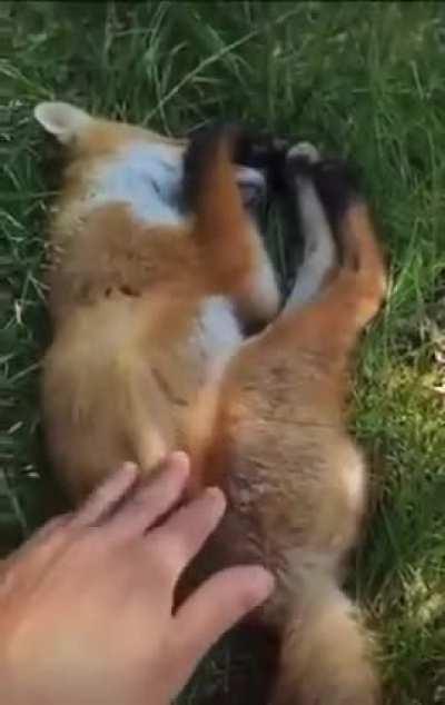 My fox people need me