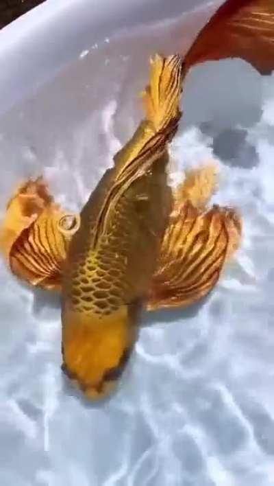 Golden Butterfly Koi in good condition can fetch upwards of $8000 in China and Japan 