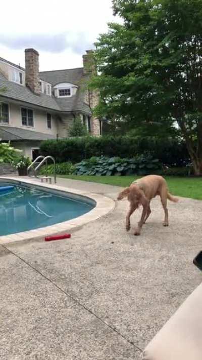 Curious doggo meets cicada