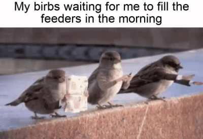 If you ever kept a bird feeder you know how punctual these little shits are