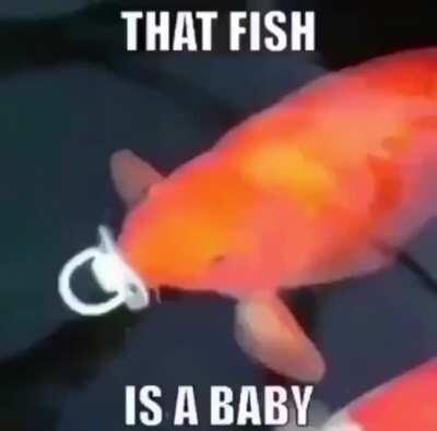 The fish is a baby coof coof