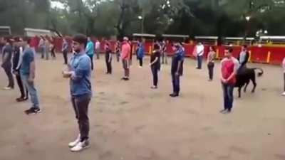 A teacher in Mexico shows that a bull in an area full of people will not attack anyone if it's not threatened