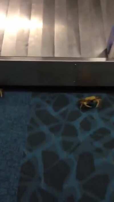 WCGW if I check in crabs in my luggage