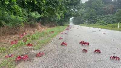 Annual Red Crab Migration on Christmas Island Australia in full swing