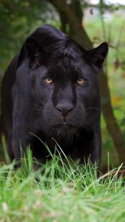 What it’s like to be stalked by a black jaguar