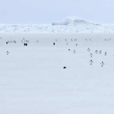 Penguins walking in 5x speed