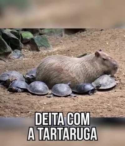 Hey capivara passando aqui pra perguntar se alguém tem o link do Minecraft  aquele q deixar o link nós comentários receberá um prêmio : r/HUEstation