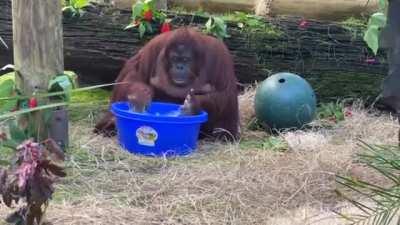 Sandra the Orangutan started washing her hands after observing her caretakers doing it