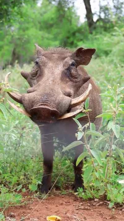 🔥The common Warthog (Phacochoerus africanus)