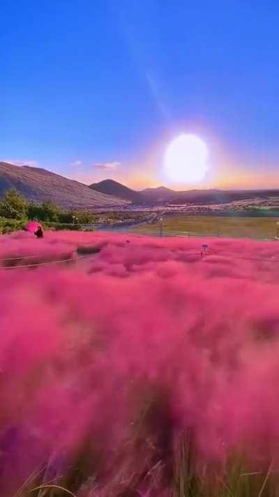 A sea of pink muhly grass in full bloom