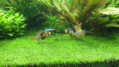 Mikrogeophagus ramirezi having a little dispute