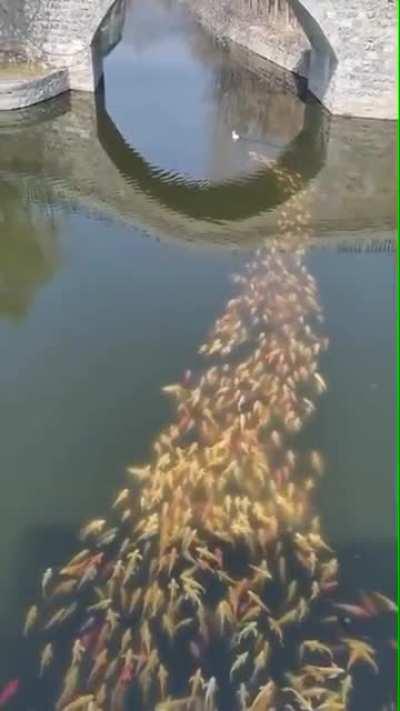 A school of fish following a duck